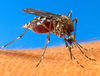 Швейцарский альянс против малярии